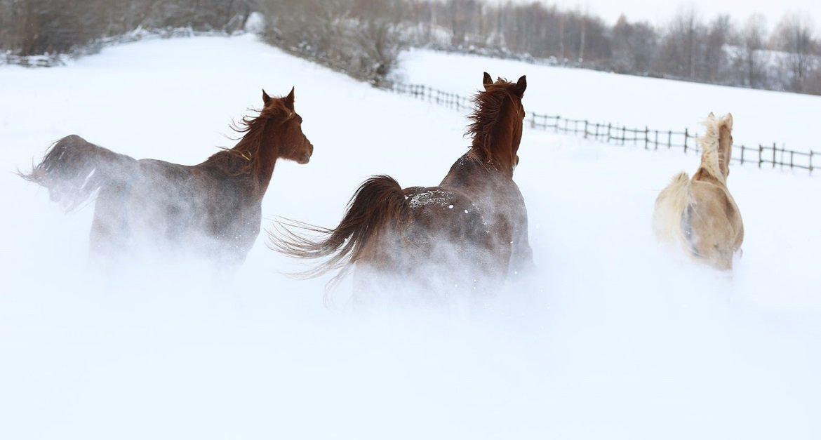 Transylvania Winter - horseXperiences™ GO EQUESTRIAN