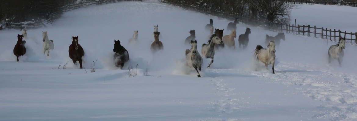Transylvania Winter - horseXperiences™ GO EQUESTRIAN