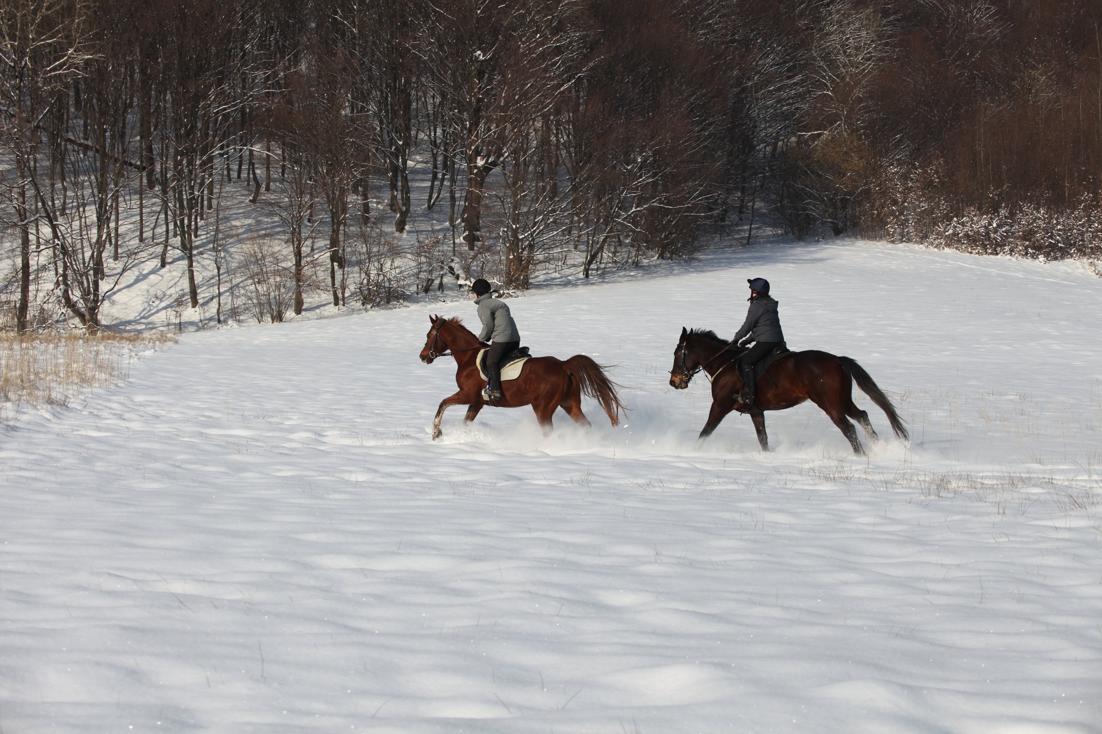 Transylvania Winter - horseXperiences™ GO EQUESTRIAN