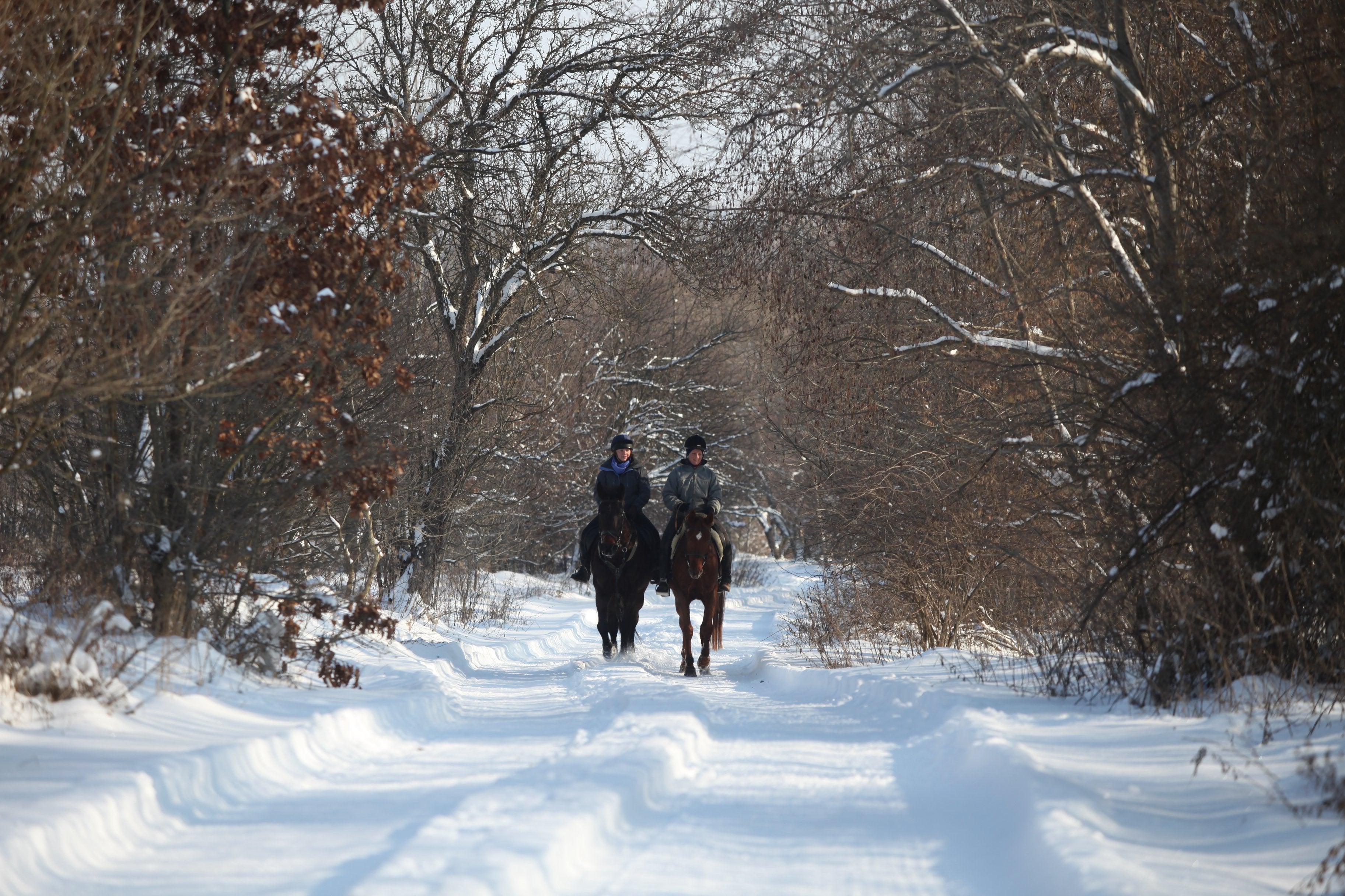 Transylvania Winter - horseXperiences™ GO EQUESTRIAN