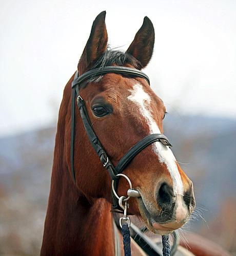 Carpathia Gourmet Ride - horseXperiences™ GO EQUESTRIAN