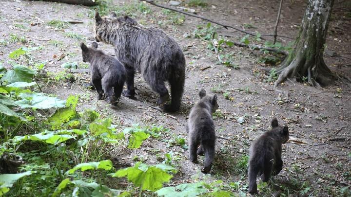 Carpathia Forests & Bears - horseXperiences™ GO EQUESTRIAN