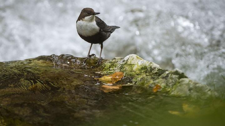 Transylvania Trail - horseXperiences™ GO EQUESTRIAN