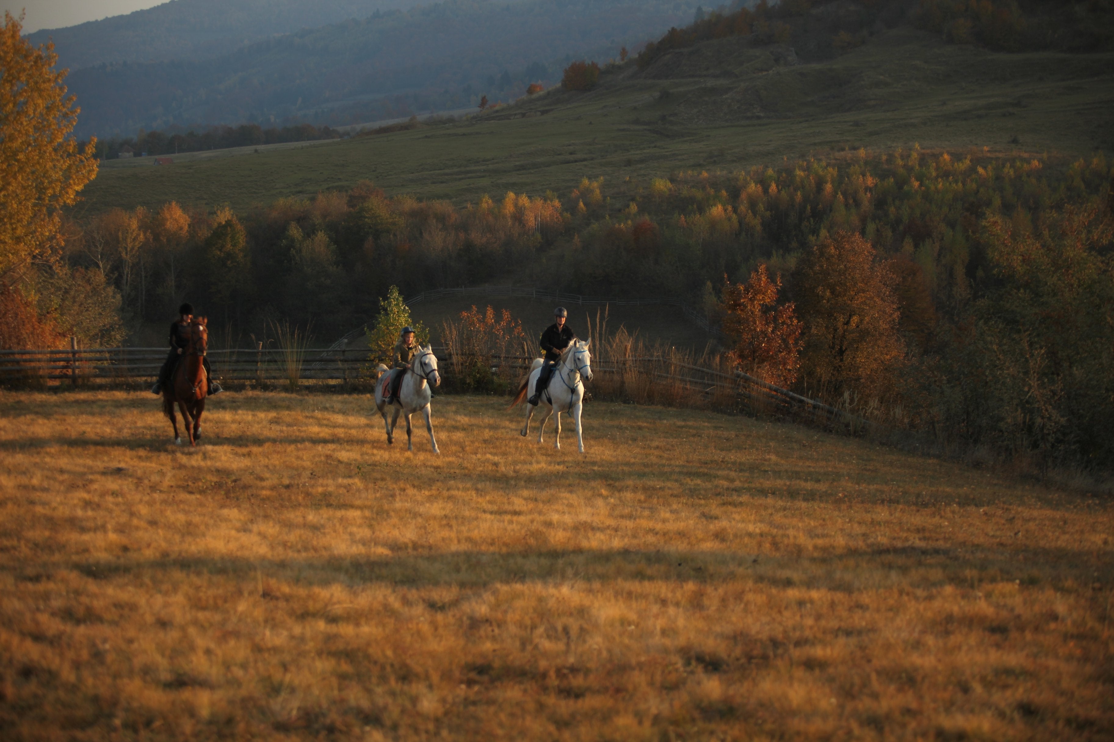 Carpathia Forests & Bears - horseXperiences™ GO EQUESTRIAN