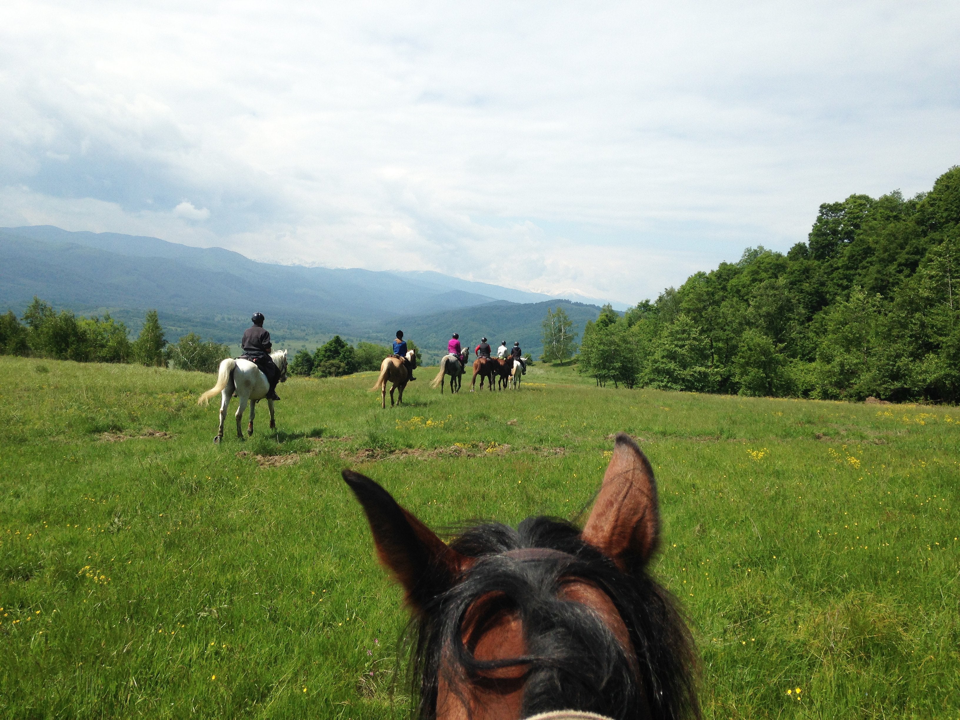Carpathia Forests & Bears - horseXperiences™ GO EQUESTRIAN