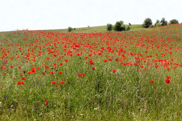 Countryside & Wilderness Xperience - horseXperiences™ GO EQUESTRIAN