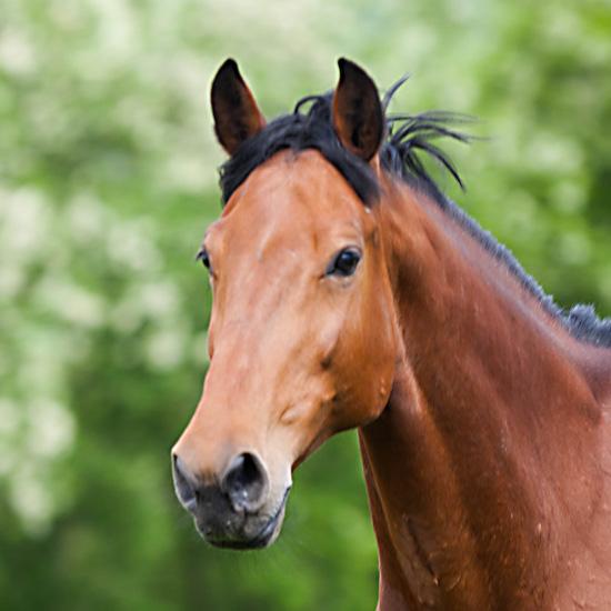 Countryside & Wilderness Xperience - horseXperiences™ GO EQUESTRIAN