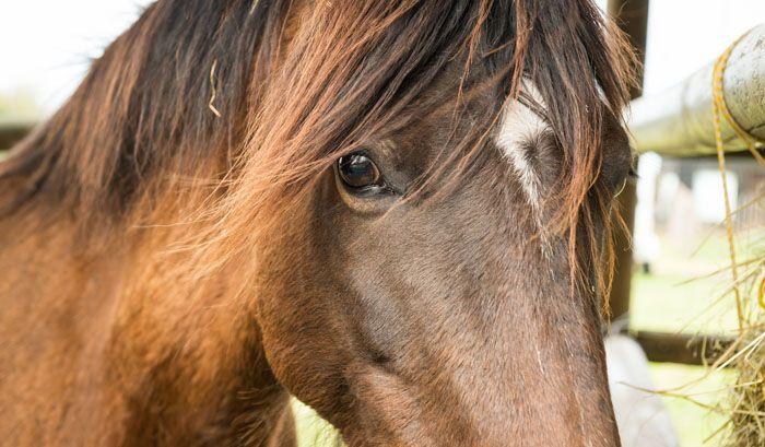 Marvellous Africa - horseXperiences™ GO EQUESTRIAN