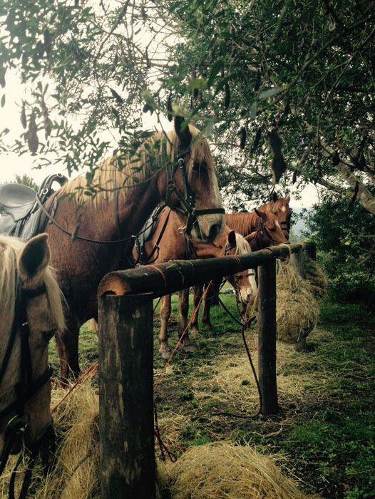 Marvellous Africa - horseXperiences™ GO EQUESTRIAN