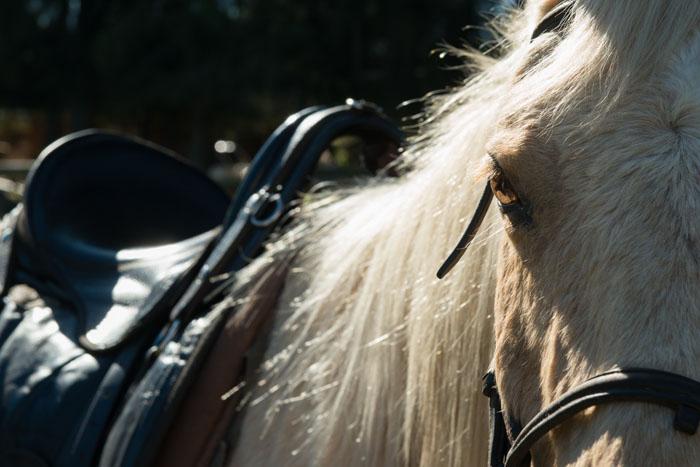 Marvellous Africa - horseXperiences™ GO EQUESTRIAN