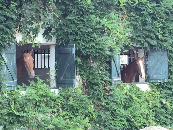 Marvellous Africa - horseXperiences™ GO EQUESTRIAN