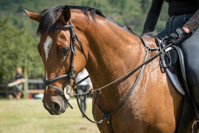 Marvellous Africa - horseXperiences™ GO EQUESTRIAN