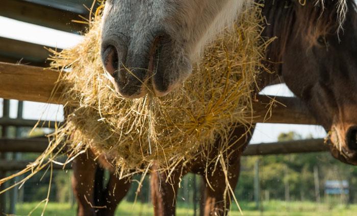 Marvellous Africa - horseXperiences™ GO EQUESTRIAN