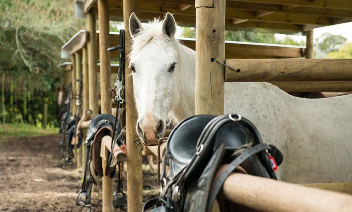 Marvellous Africa - horseXperiences™ GO EQUESTRIAN