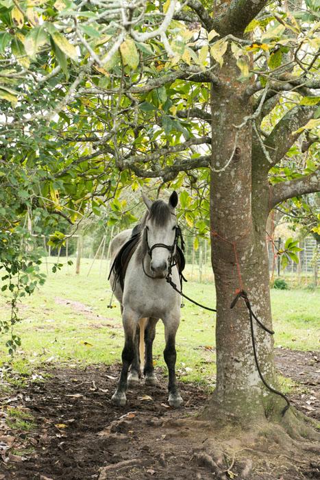 Marvellous Africa - horseXperiences™ GO EQUESTRIAN