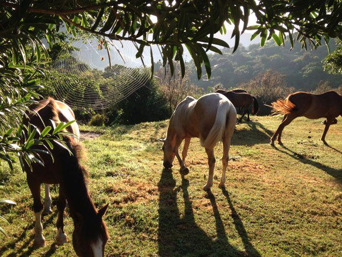 Marvellous Africa - horseXperiences™ GO EQUESTRIAN