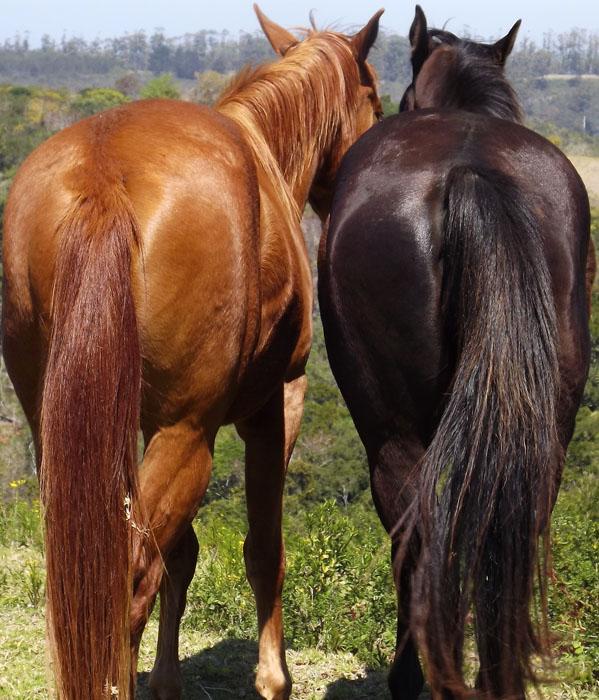 Marvellous Africa - horseXperiences™ GO EQUESTRIAN