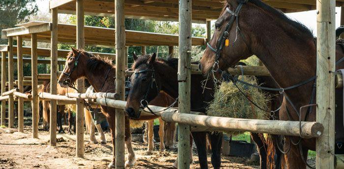 Marvellous Africa - horseXperiences™ GO EQUESTRIAN