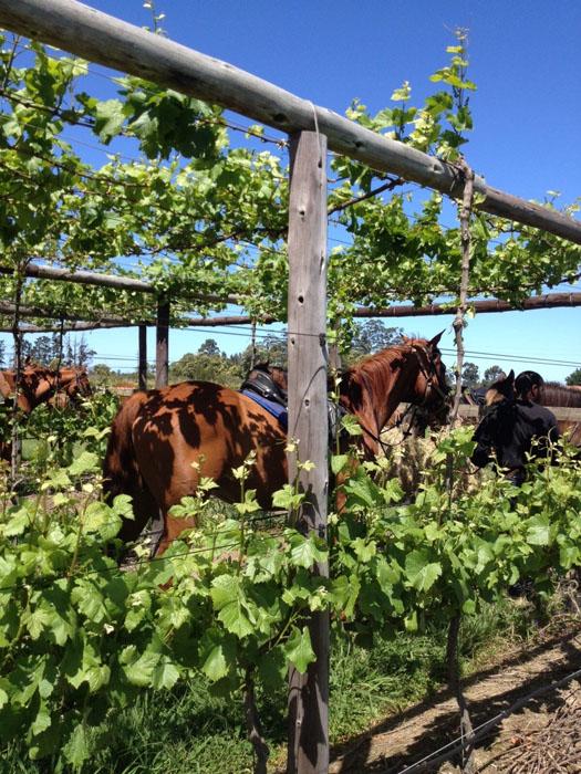 Marvellous Africa - horseXperiences™ GO EQUESTRIAN