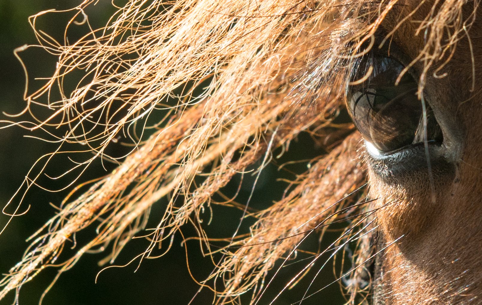 Marvellous Africa - horseXperiences™ GO EQUESTRIAN