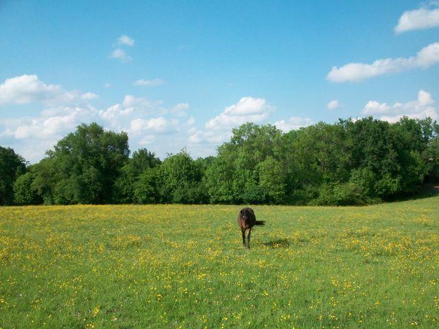 French Sport Training eXperience - horseXperiences™ GO EQUESTRIAN