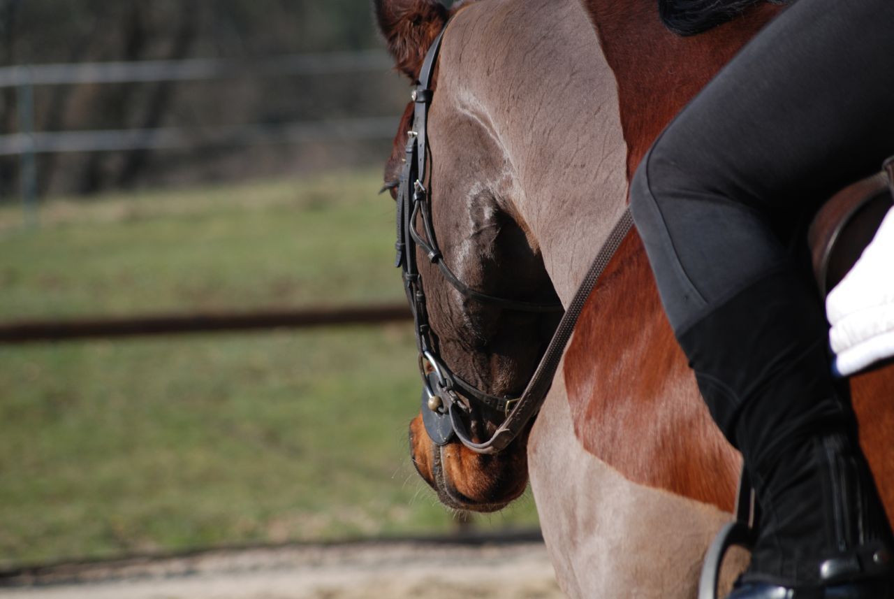 French Sport Training eXperience - horseXperiences™ GO EQUESTRIAN