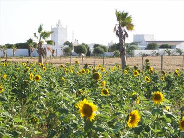 Spanish Beaches & Horses - horseXperiences™ GO EQUESTRIAN