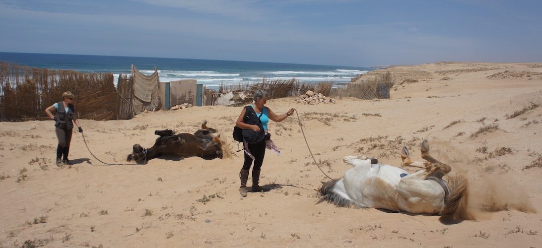 Big South Beaches - horseXperiences™ GO EQUESTRIAN