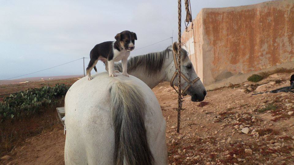 Sea, Mountain & Desert - horseXperiences™ GO EQUESTRIAN