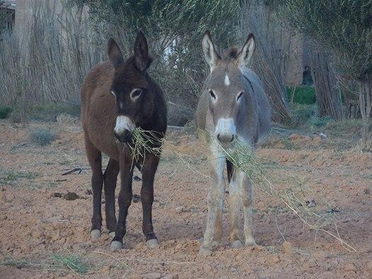 Sea, Mountain & Desert - horseXperiences™ GO EQUESTRIAN