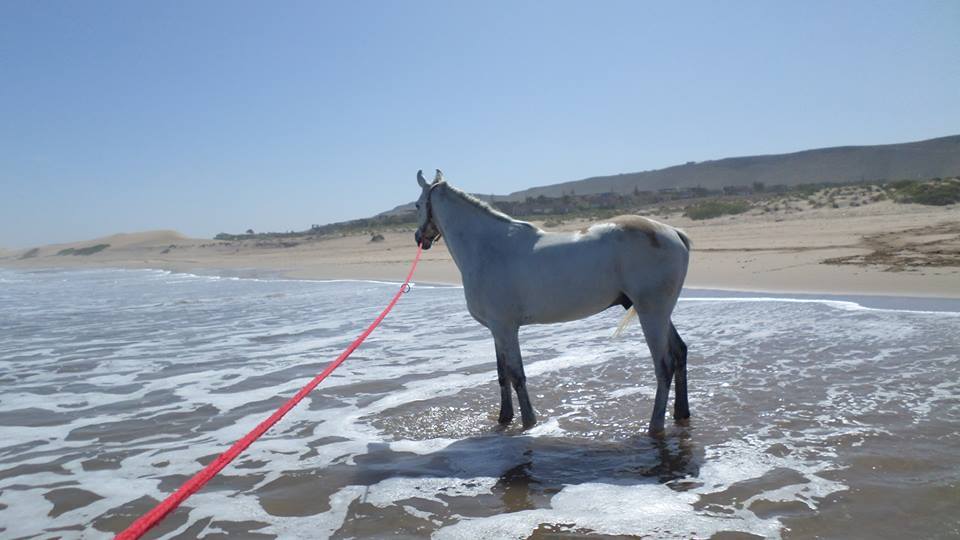 Sea, Mountain & Desert - horseXperiences™ GO EQUESTRIAN