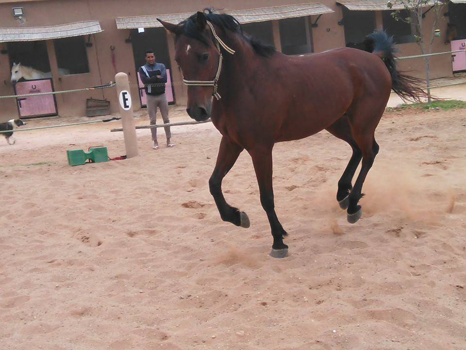 Sea, Mountain & Desert - horseXperiences™ GO EQUESTRIAN