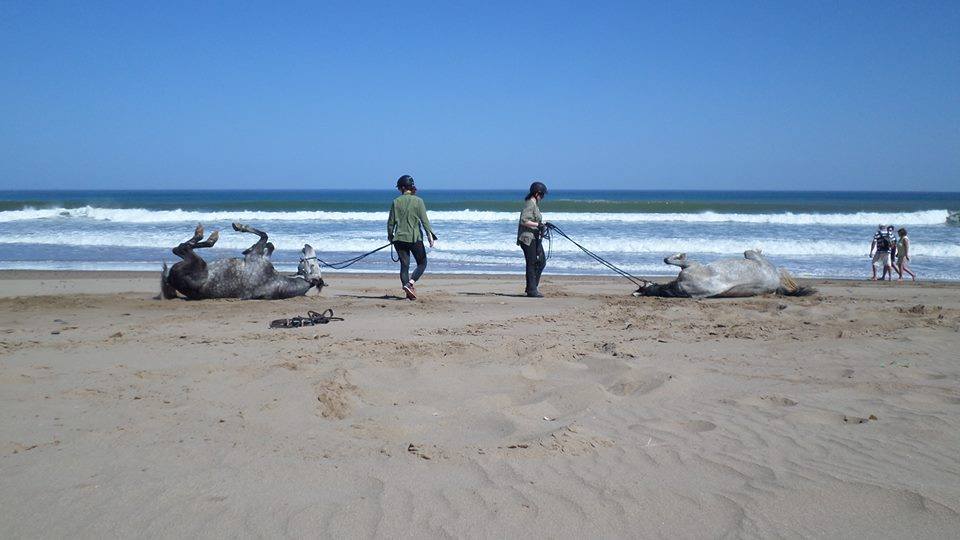 Sea, Mountain & Desert - horseXperiences™ GO EQUESTRIAN