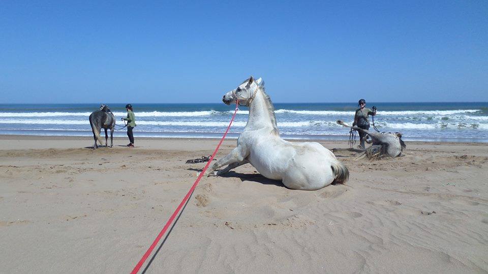 Sea, Mountain & Desert - horseXperiences™ GO EQUESTRIAN