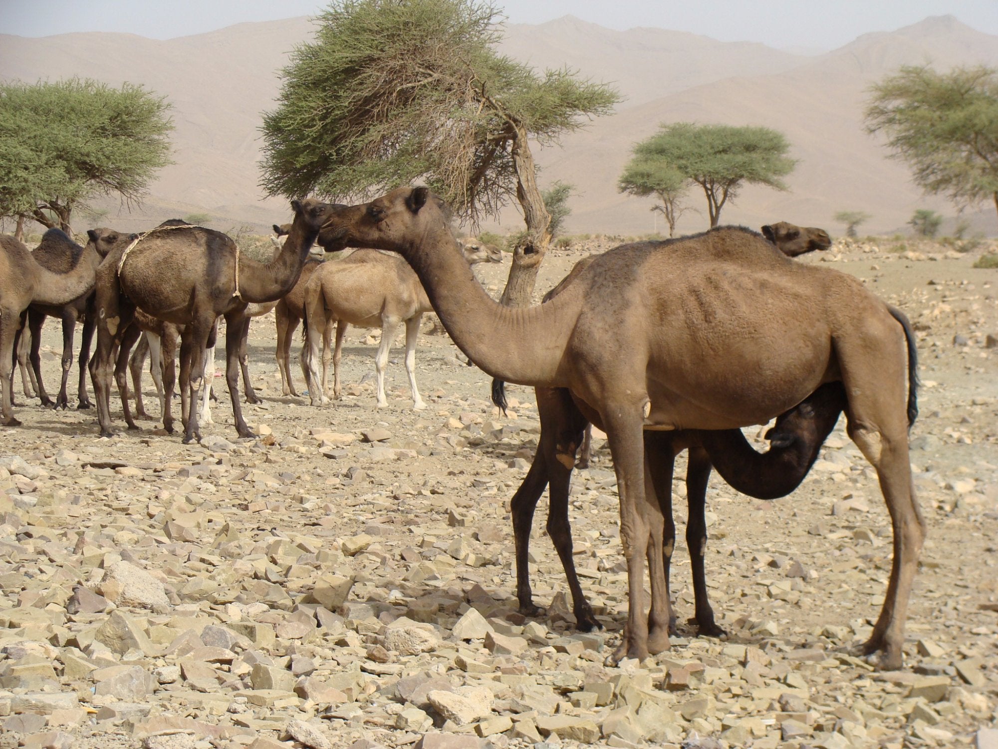 Sea, Mountain & Desert - horseXperiences™ GO EQUESTRIAN