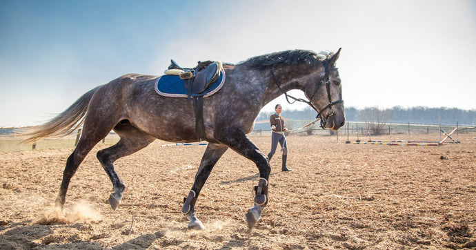 How to Structure a 20-Minute Lunging Session For Your Horse