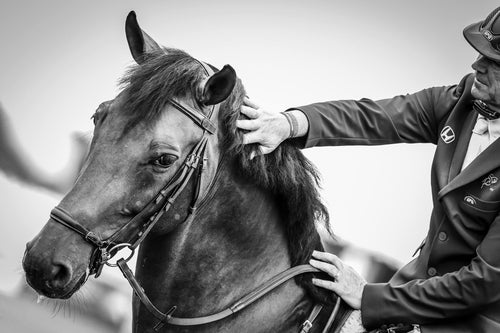 Positive and Negative Motivation: Part 1 - horseXperiences™ GO EQUESTRIAN
