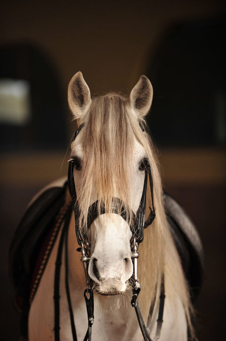 13 Facts About the Lusitano Horse