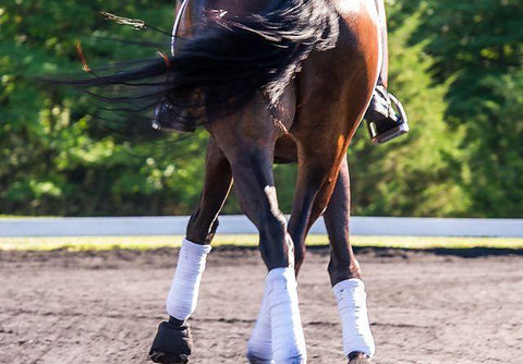 Introducing Lateral Work - The Leg-Yield