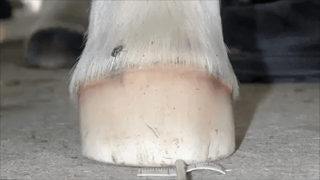 The First Year of Hoof Growth 🎥