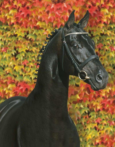 The Amazing Oldenburg Horse