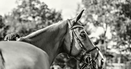 Positive and Negative Motivation: Part 2 - horseXperiences™ GO EQUESTRIAN