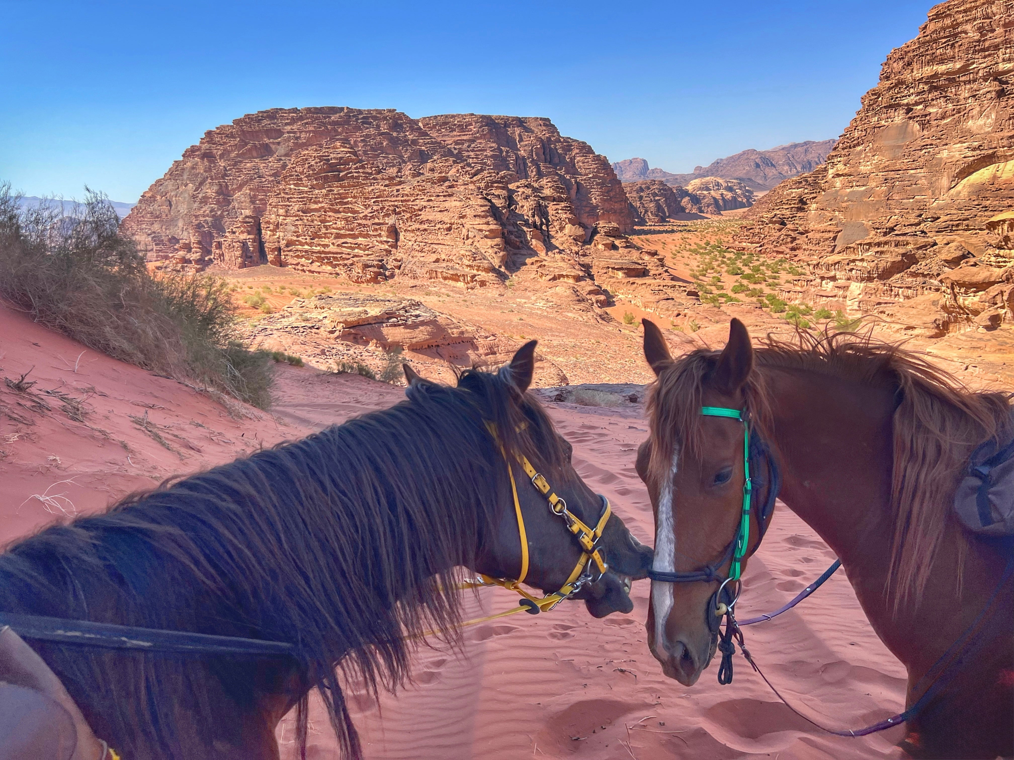 Petra, Rose Desert & Arabian Sands