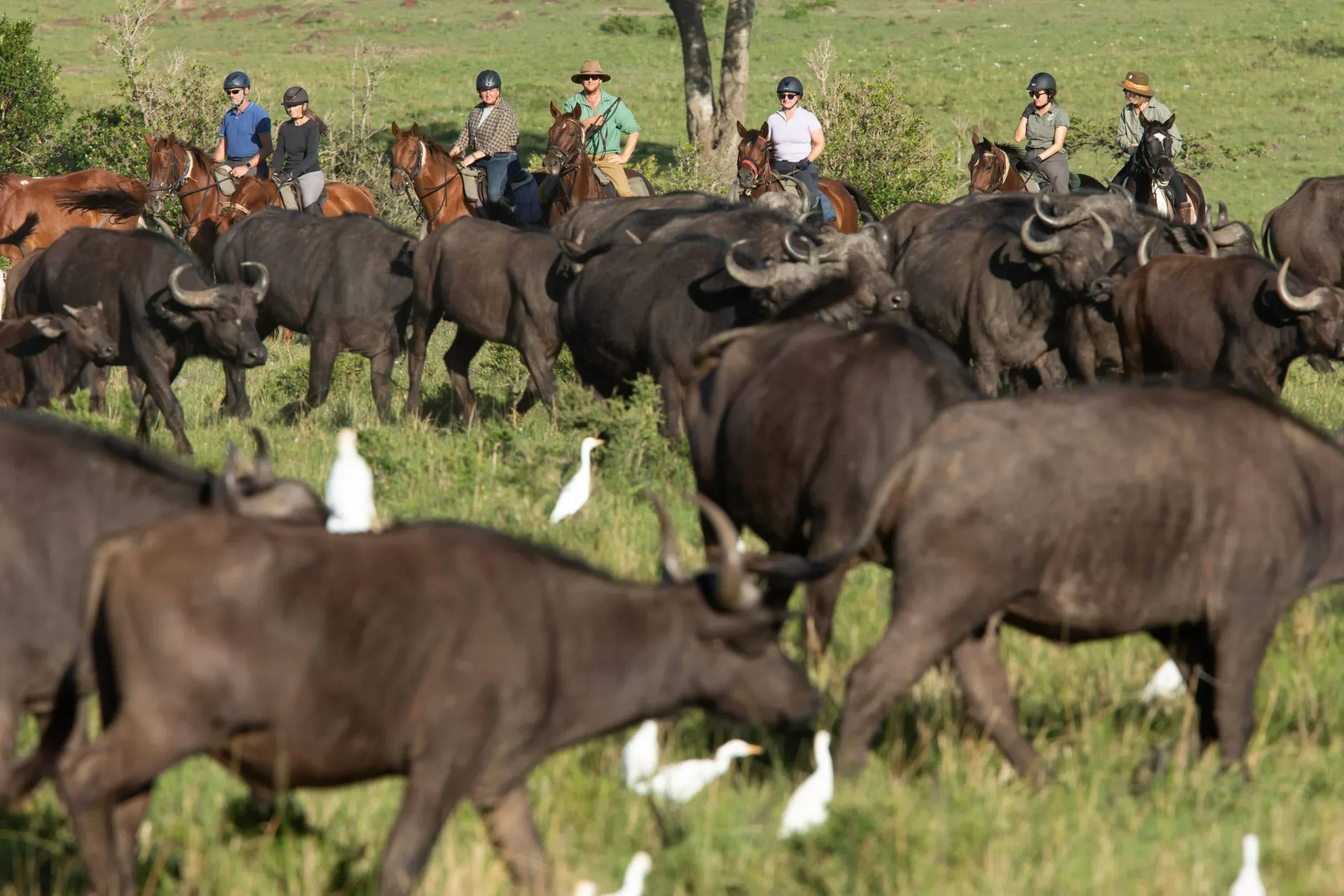 Africa's Big 5 Safari - Image 2