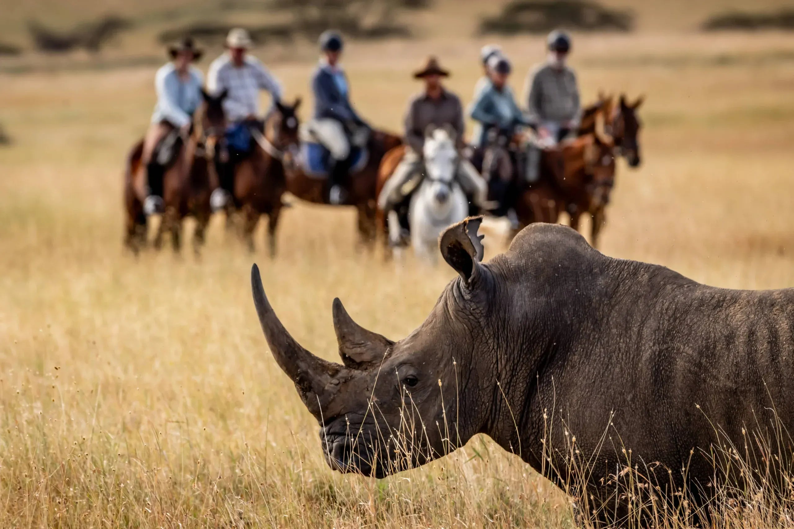 Africa's Big 5 Safari - Image 3