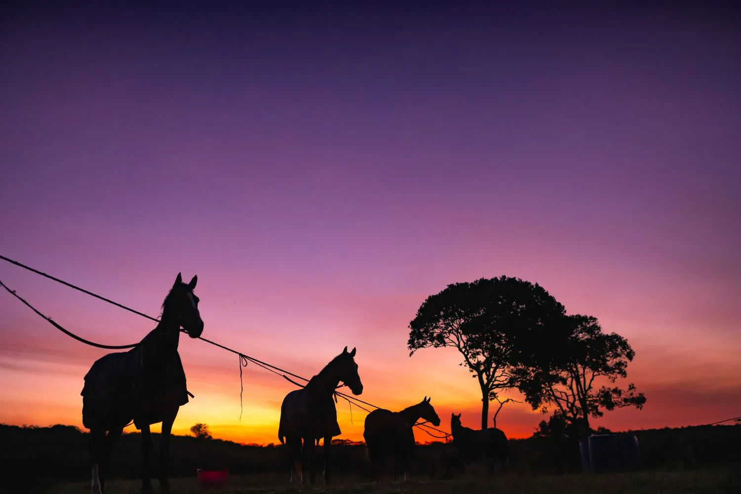 Africa's Big 5 Safari