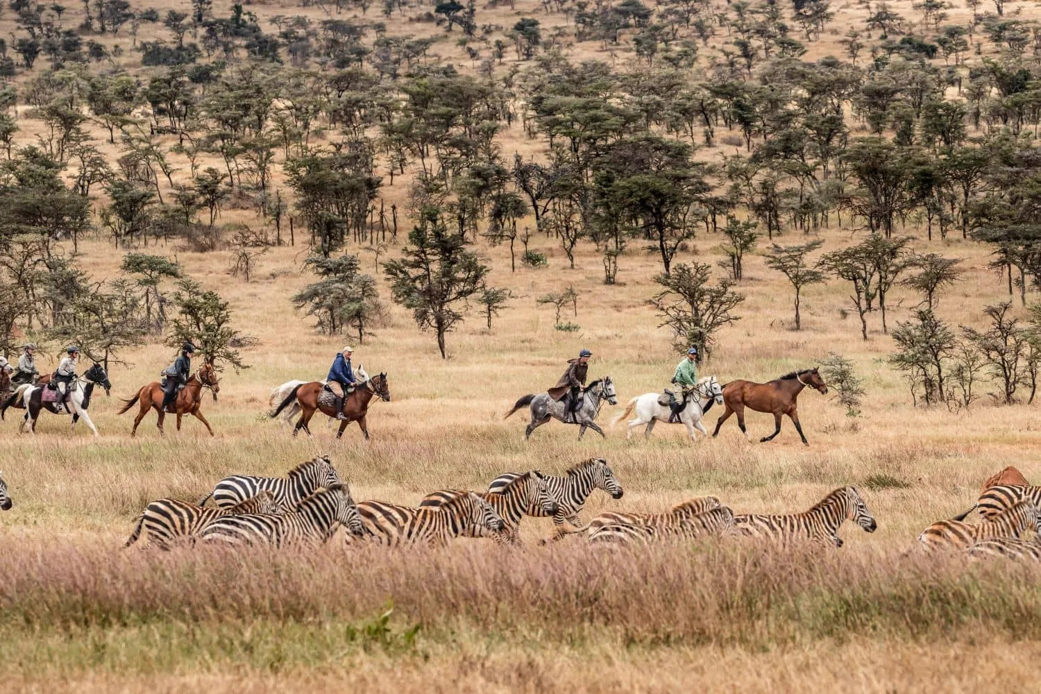 Africa's Big 5 Safari