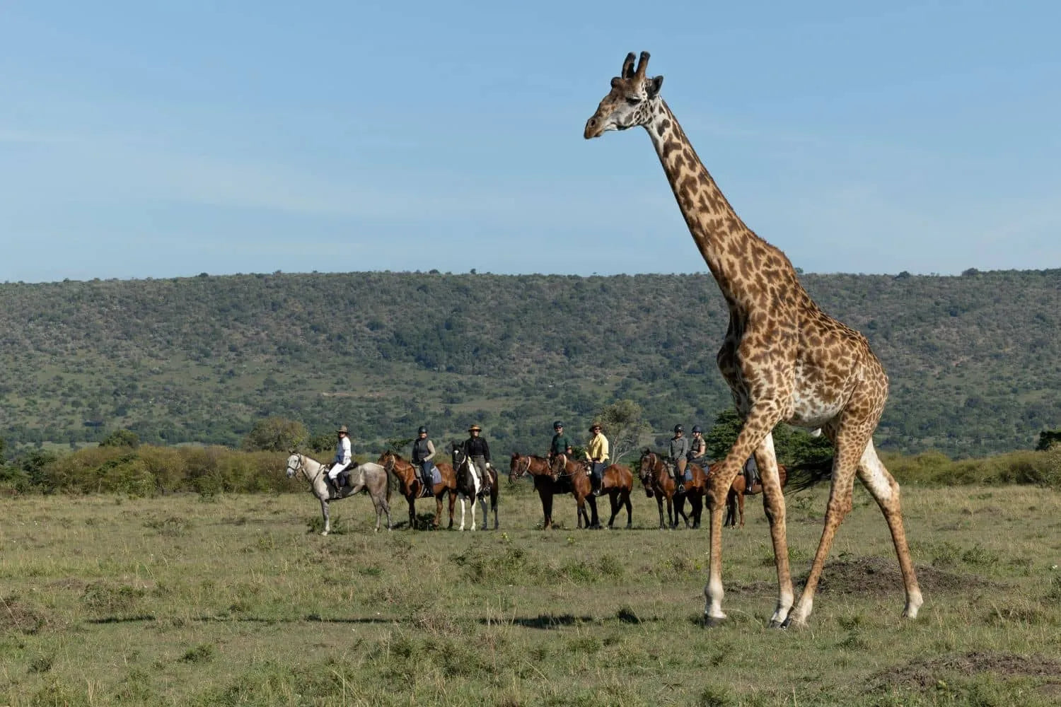 Africa's Big 5 Safari