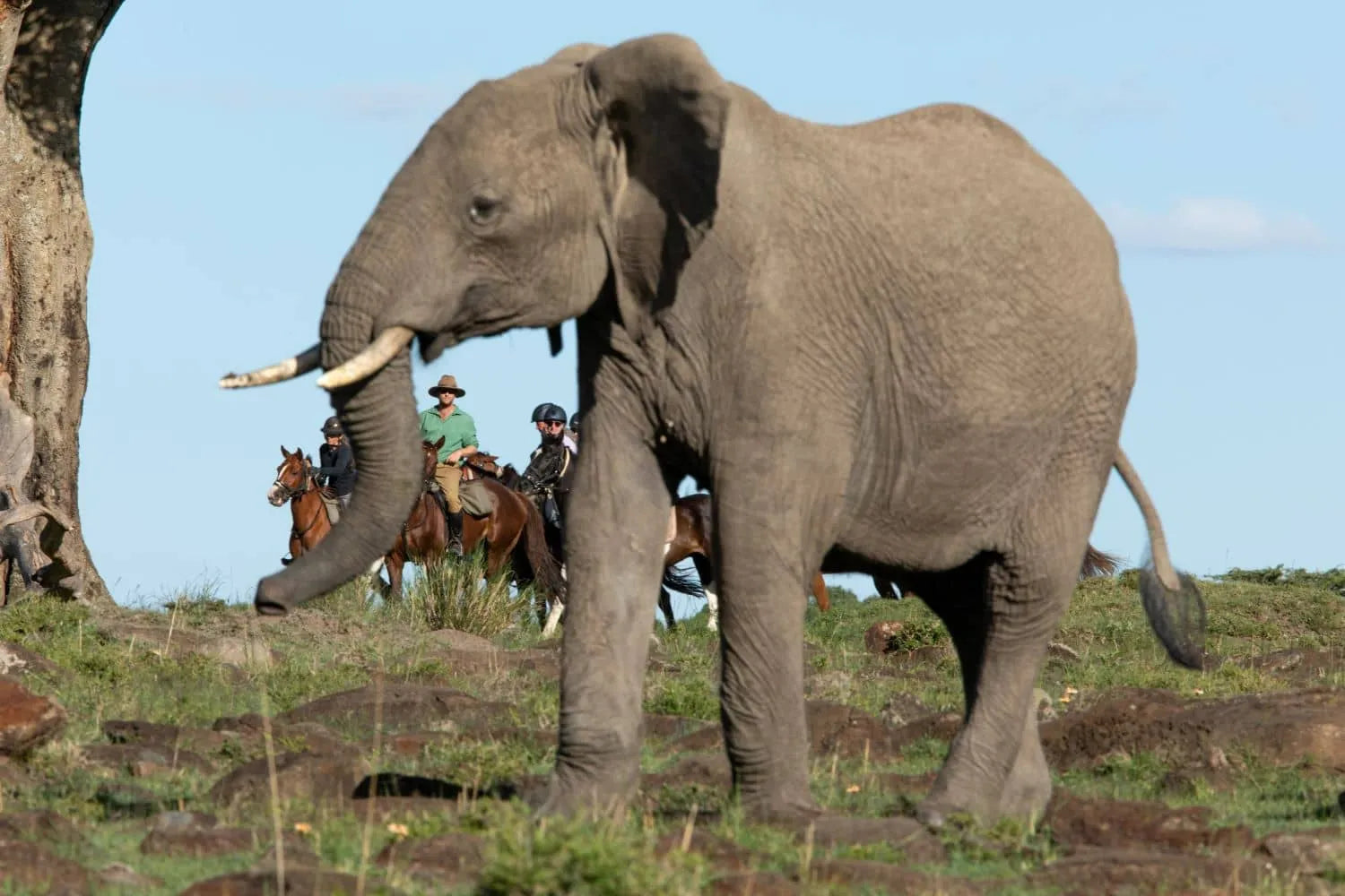 Africa's Big 5 Safari