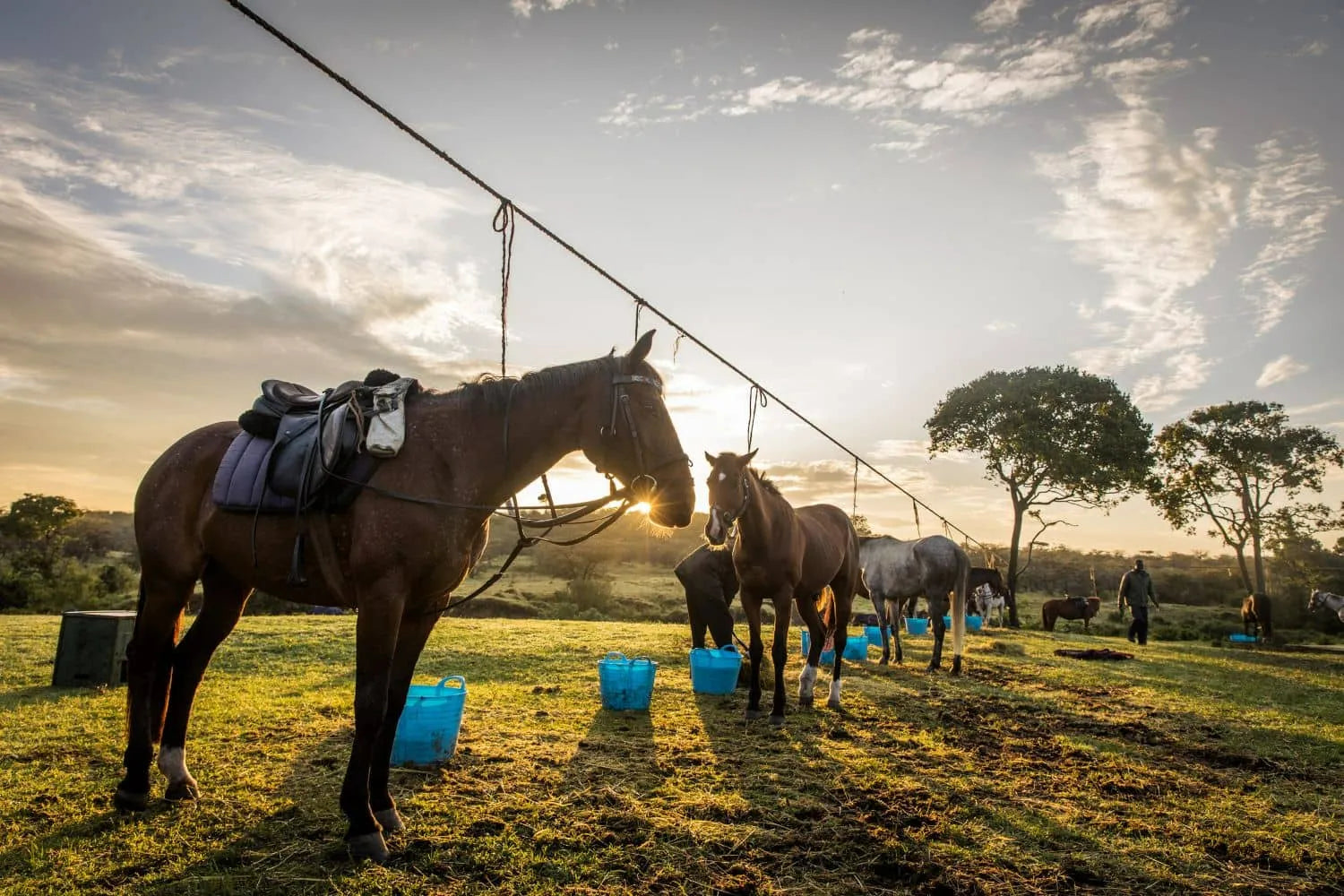 Africa's Big 5 Safari